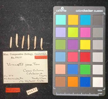 Media type: image; Malacology 80633 Description: An image of specimen MCZ:Mala:80633 and its labels.;